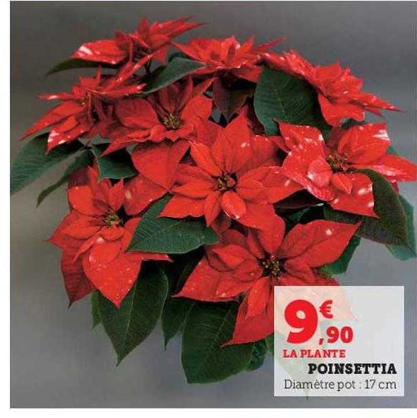 poinsettia
