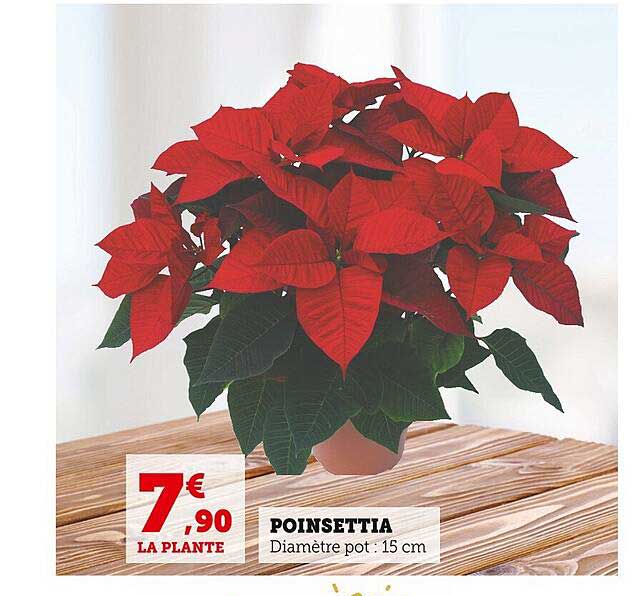 poinsettia