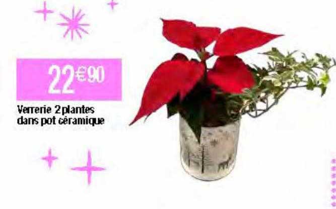 verrerie 2 plantes dans pot céramique