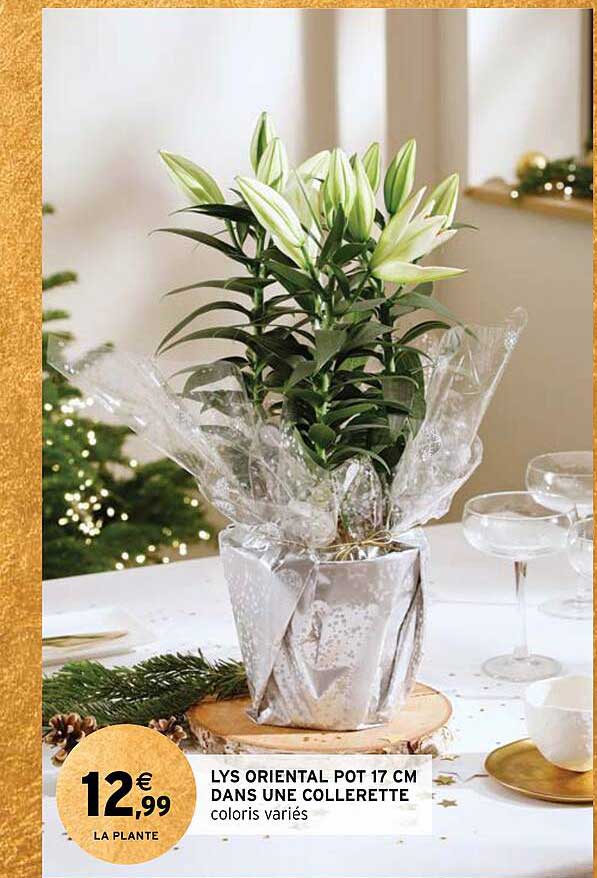 lys oriental pot 17 cm dans une collerette