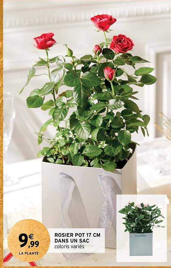 rosier pot 17 cm dans un sac