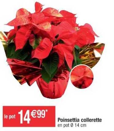 poinsettia collerette