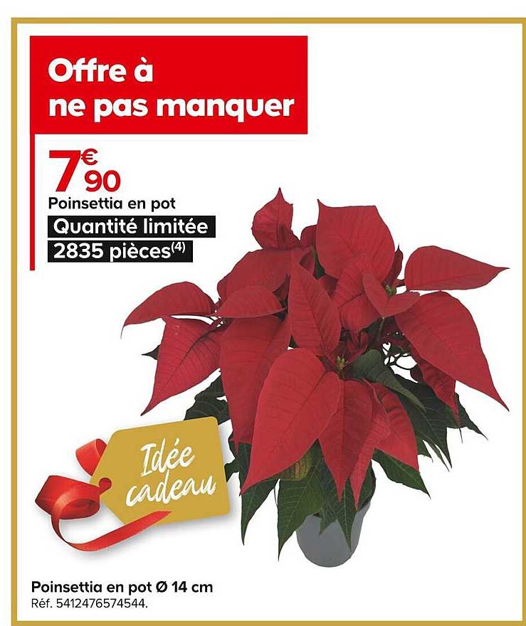 poinsettia en pot ø 14 cm