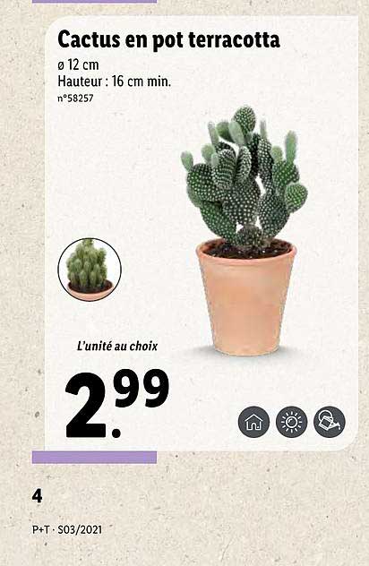 Promo Cactus En Pot Terracotta chez Lidl - iCatalogue.fr
