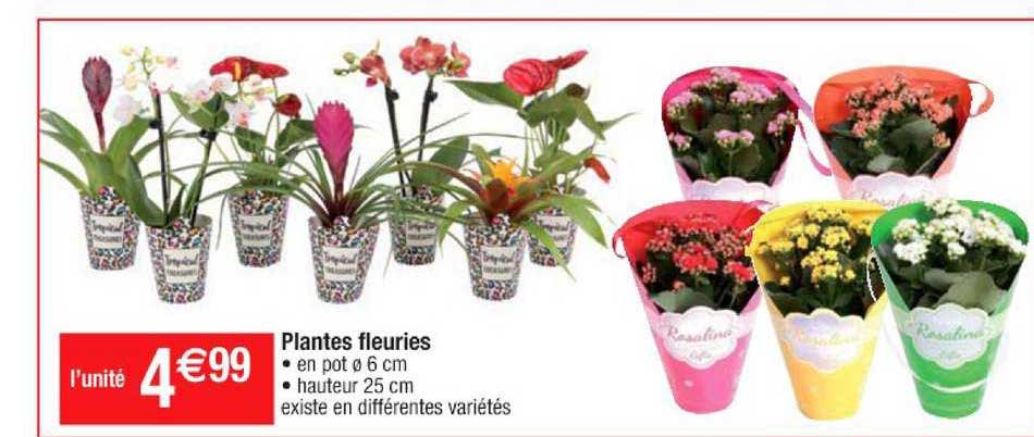 plantes fleuries
