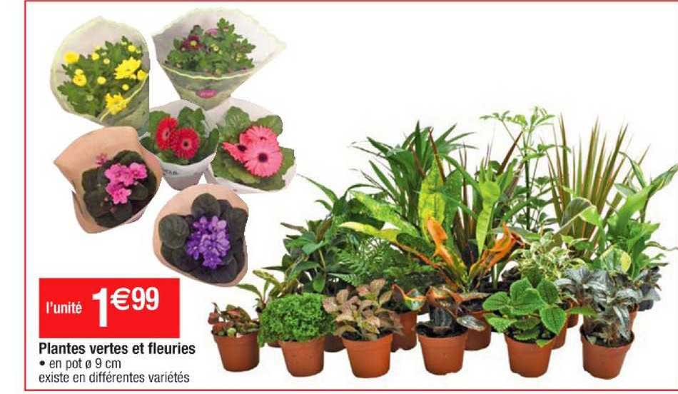 plantes vertes et fleuries