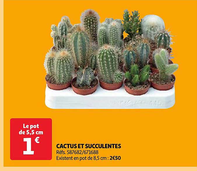 Cactus Et Succulentes