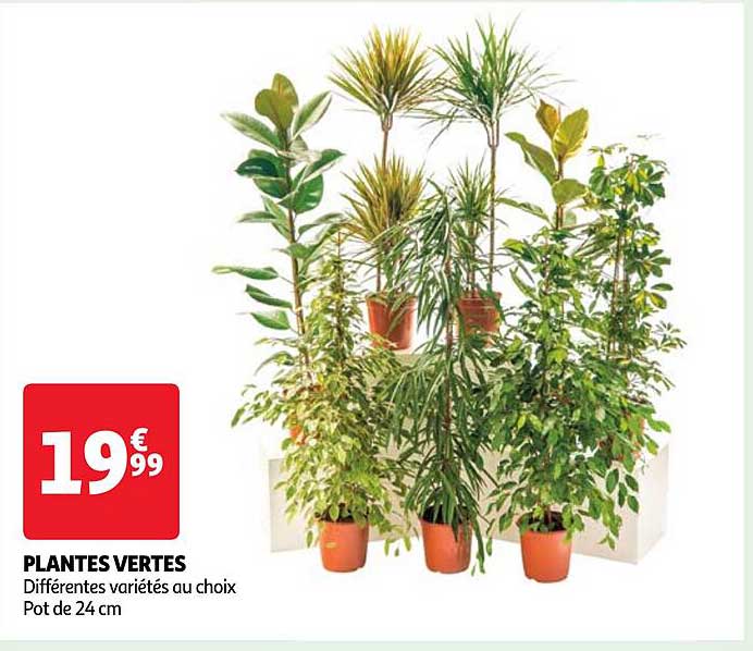 Plantes Vertes