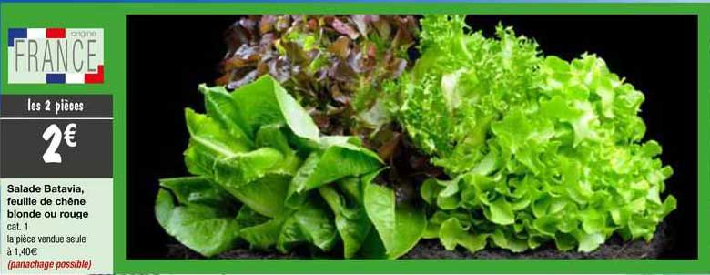 Salade Batavia, Feuille De Chêne Blonde Ou Rouge