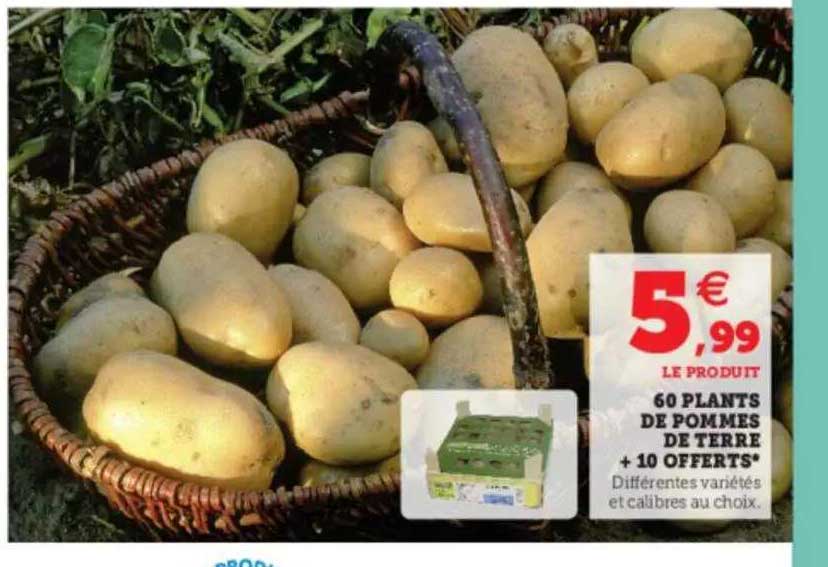 60 plants de pommes de terre + 10 offerts