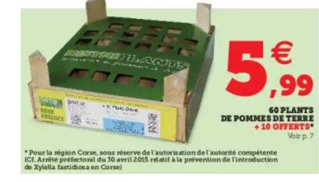 60 plants de pommes de terre + 10 offerts