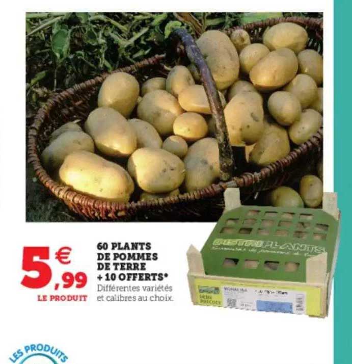 60 plants de pommes de terre + 10 offerts