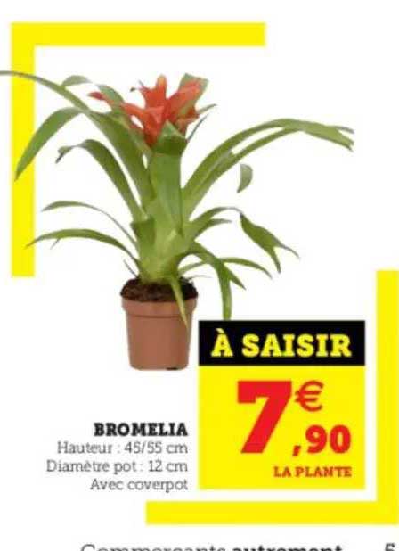 Bromelia