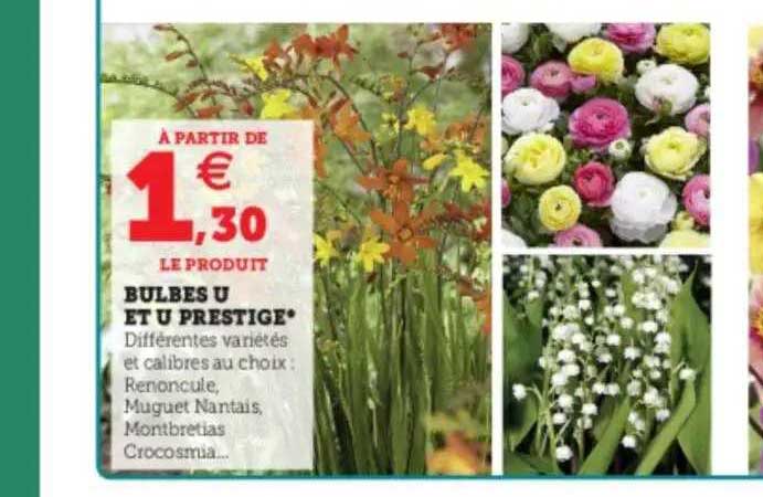 Bulbes U Et U Prestige