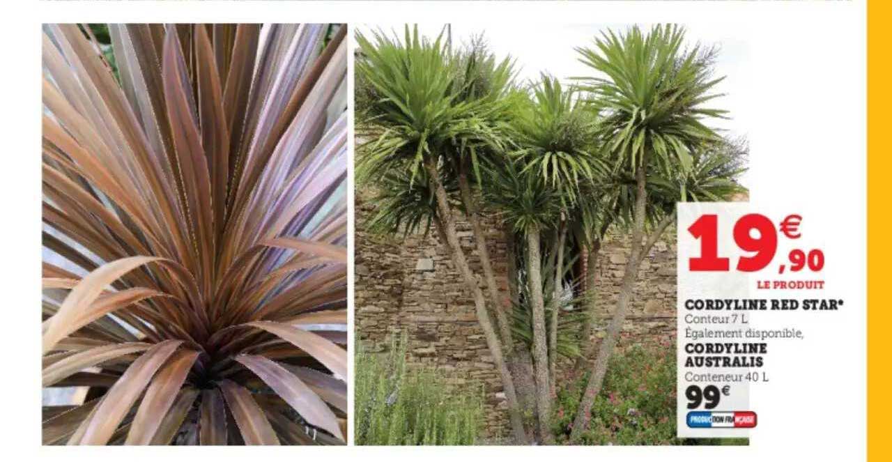 cordyline red star, cordyline australis