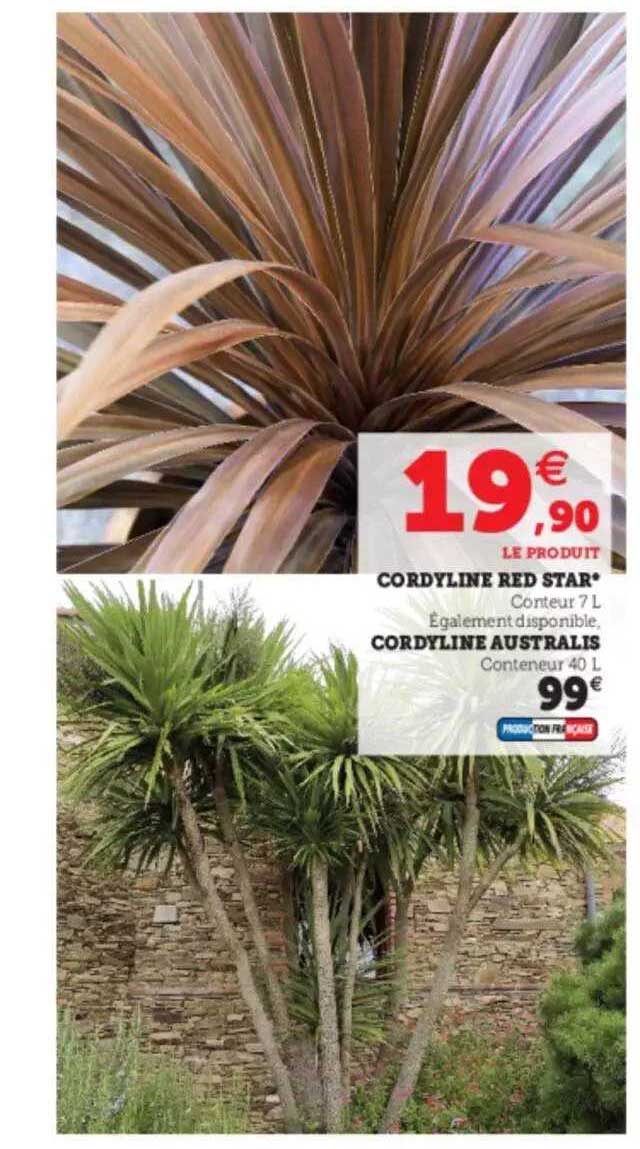 cordyline red star, cordyline australis