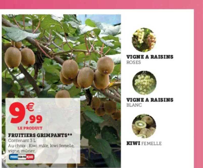 fruitiers grimpants, vigne à raisins roses, blanc, femelle