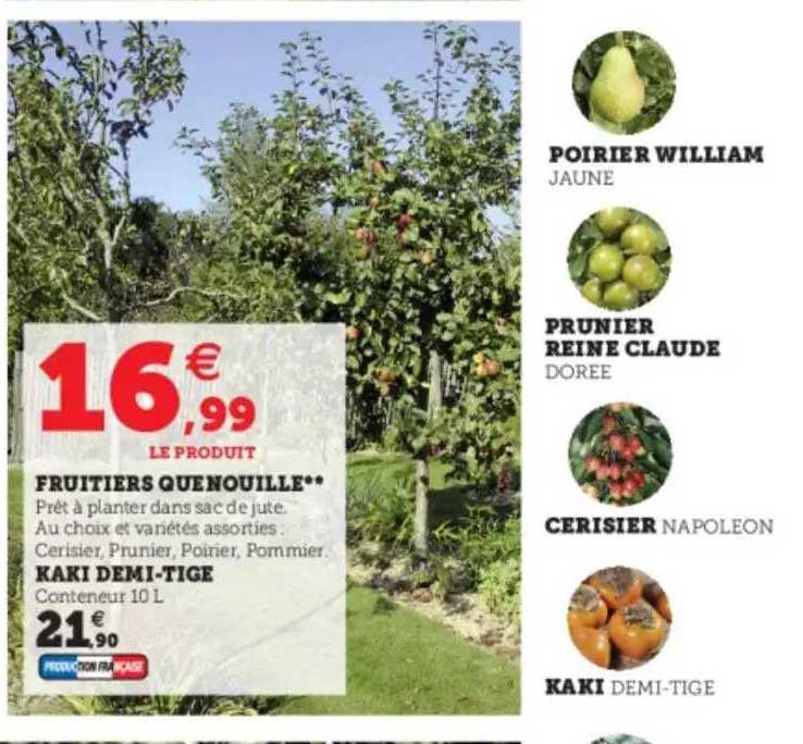 fruitiers quenoulle, kaki demi-tige