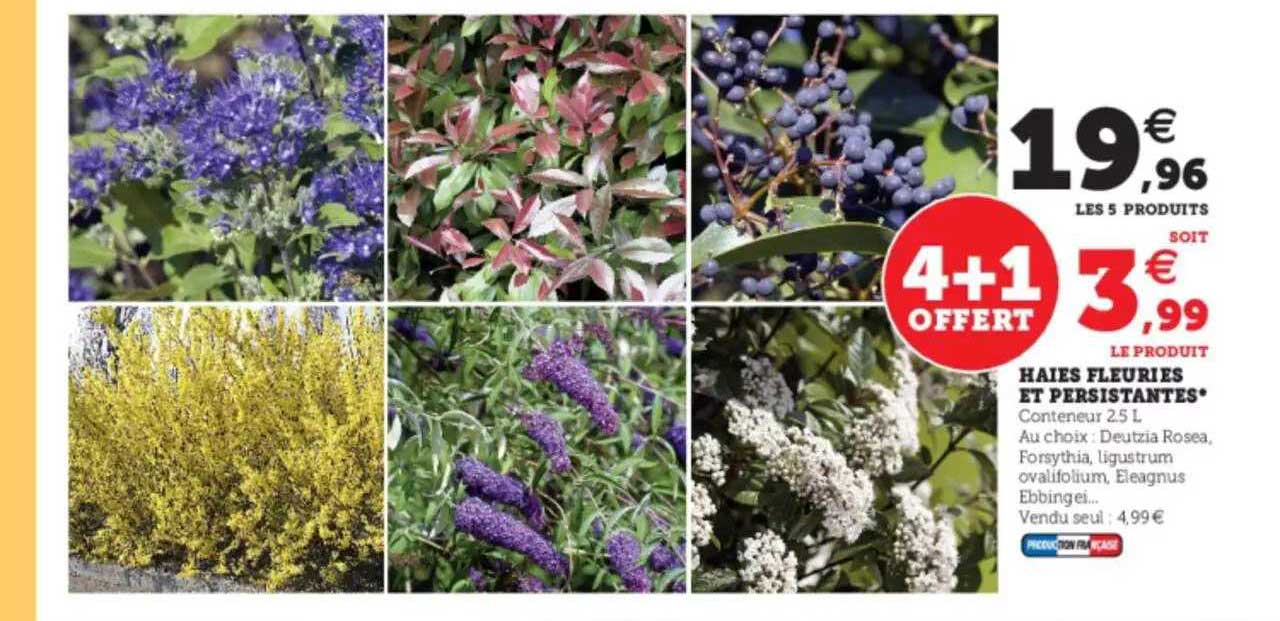 haies fleuries et persistantes