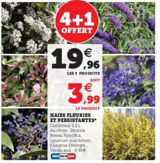 haies fleuries et persistantes