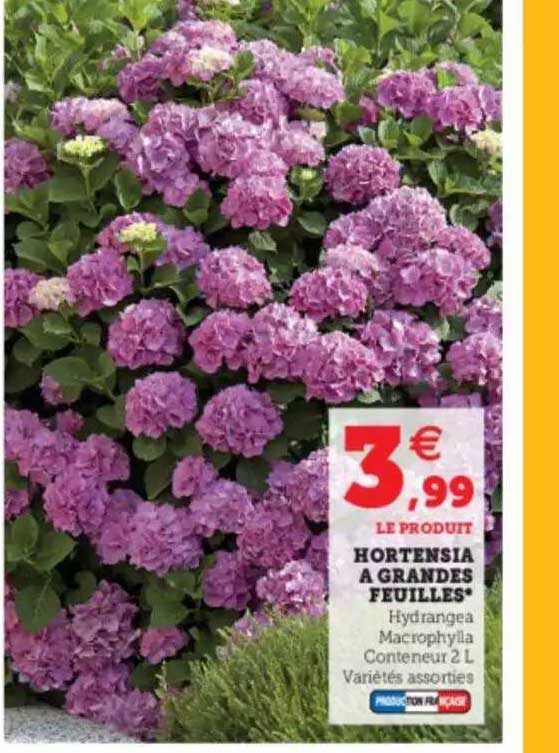 Hortensia à Grandes Feuilles