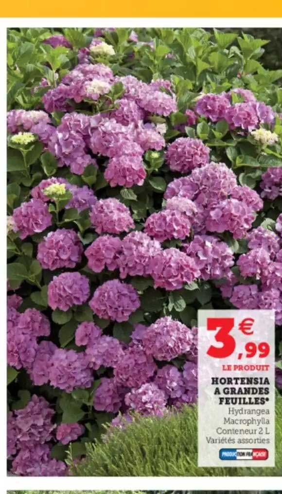 hortensia à grandes feuilles