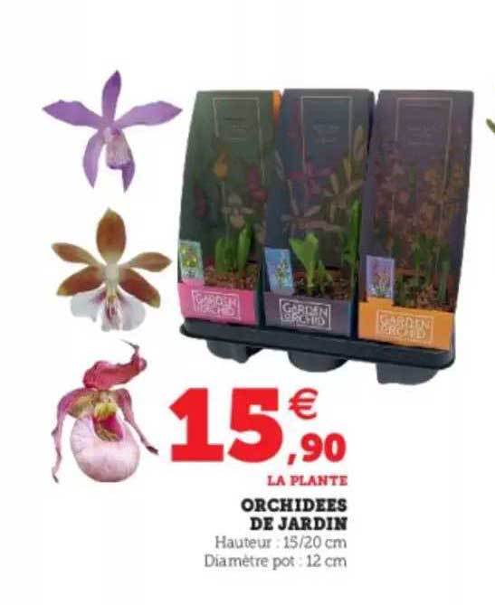 Orchidées De Jardin