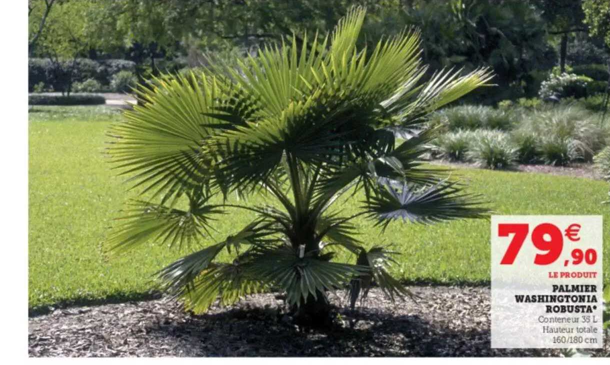 palmier washington robusta