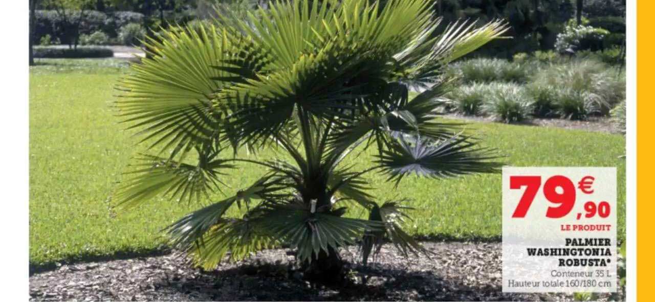 palmier washingtonia robusta