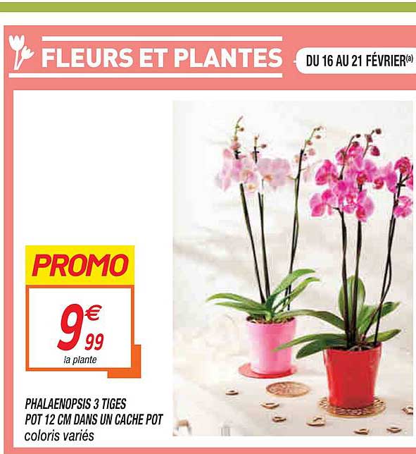 phalaenopsis 3 tiges pot 12 cm dans un cache pot