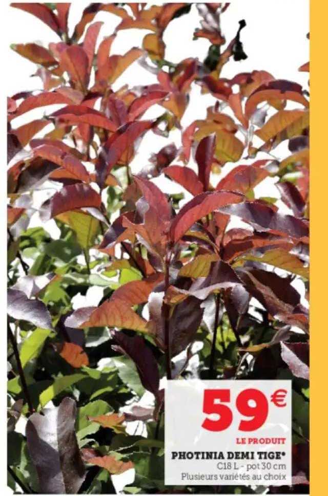 photinia demi tige
