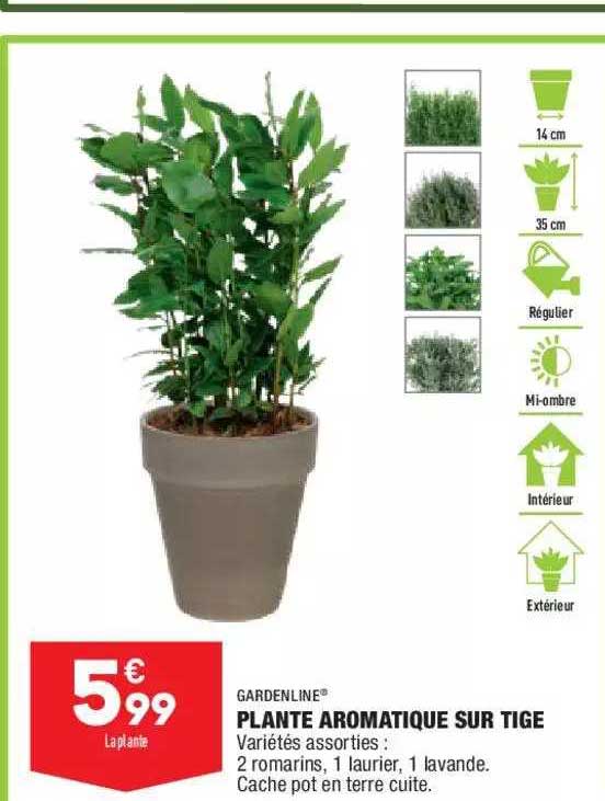 plante aromatique sur tige gardenline