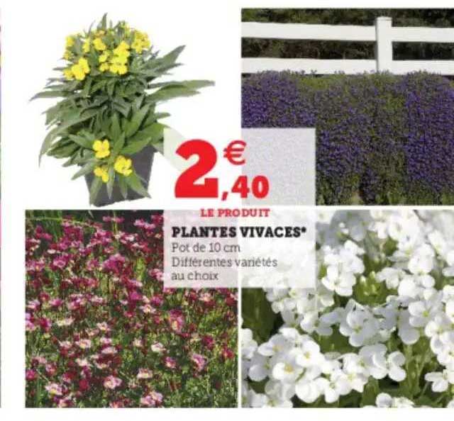 Plantes Vivaces