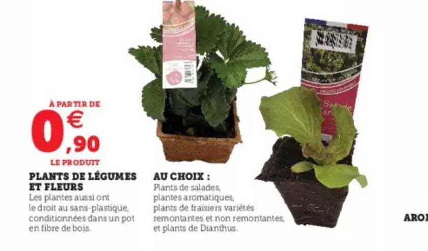 plants de légumes et fleurs