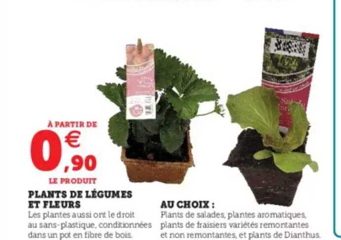 plants de légumes et fleurs