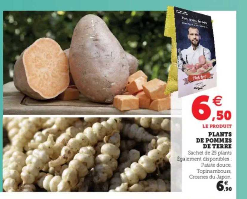 Plants De Pommes De Terre