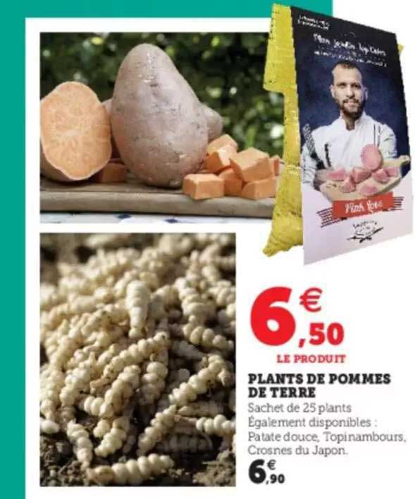 plants de pommes de terre