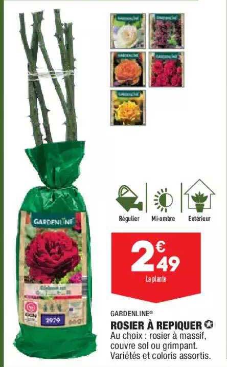 Rosier à Repiquer Gardenline