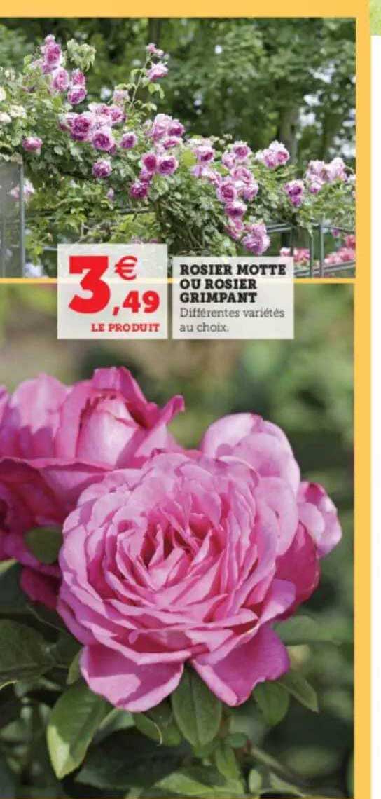 rosier motte ou rosier grimpant