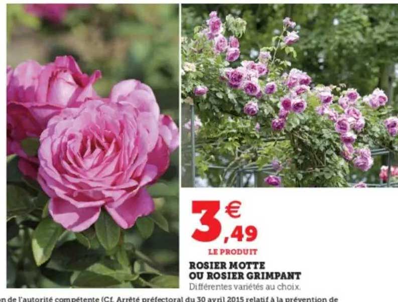 rosier motte ou rosier grimpant