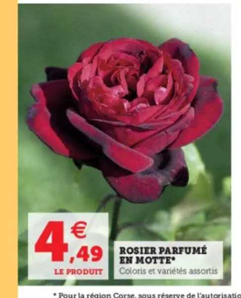rosier parfumé en motte