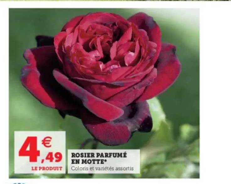 rosier parfumé en motte