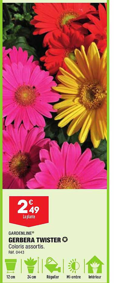 Gerbera Twister Gardenline