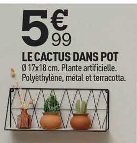Le Cactus Dans Pot