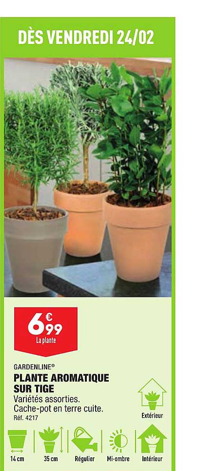 plante aromatique sur tige gardenline