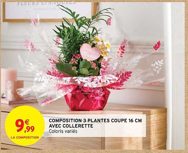 composition 3 plantes coupe 16 cm avec collerette
