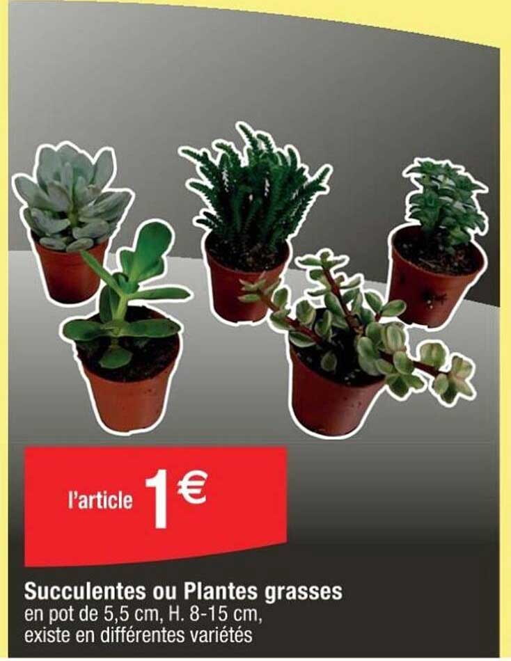 succulentes ou plantes grasses