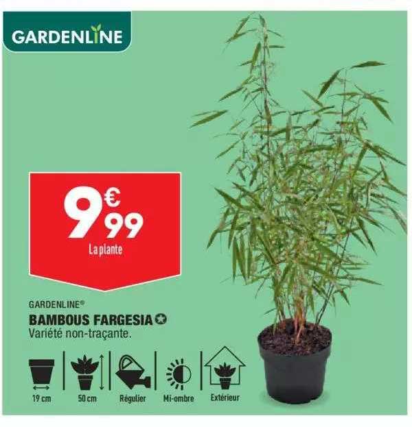 bambous fargesia gardenline