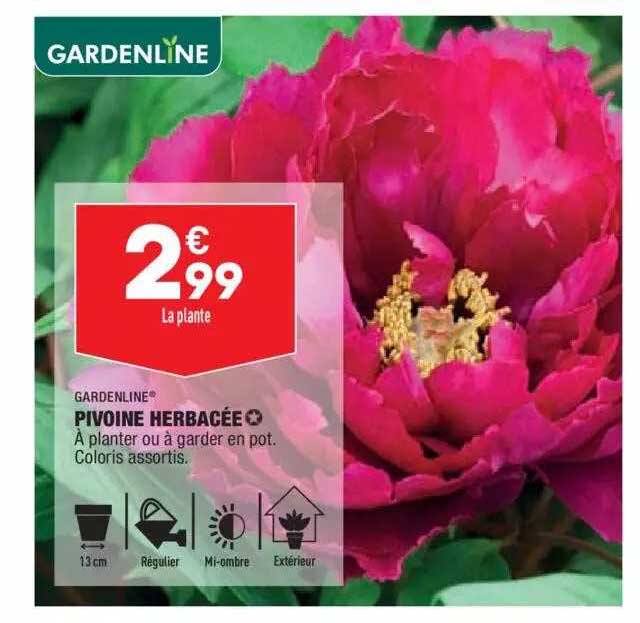 pivoine herbacée gardenline