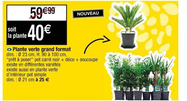 plante verte grand format